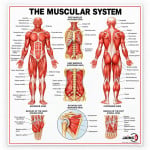 Human Muscles